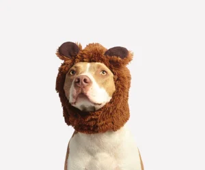 Teddy Bear Fleece Hood