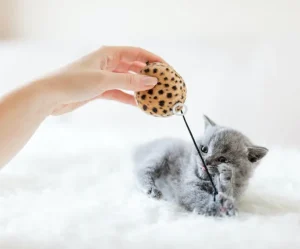 Feather Teaser Wand Duo