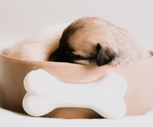 Bone-Back Cuddler Bed - Blush