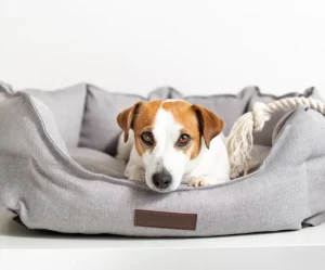 Boxy Buddy Grey Bolster Bed